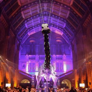 Dine with a Diplodocus